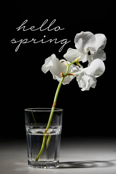 White orchid flower in glass on black background, hello spring illustration — Stock Photo