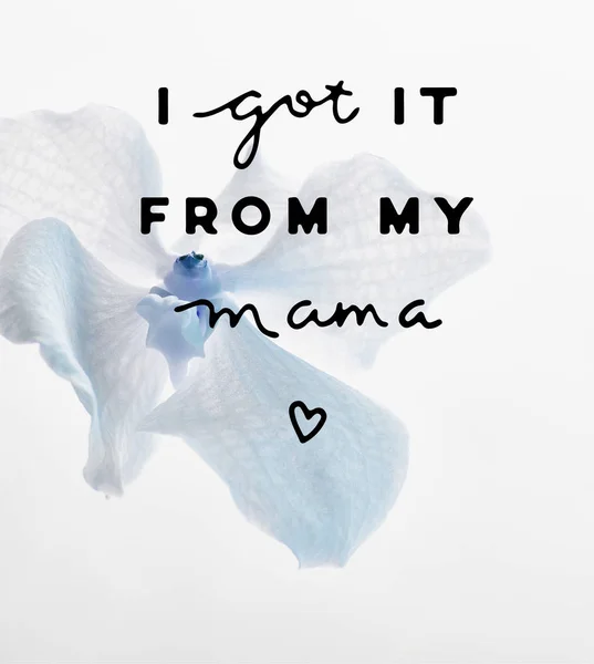 Hermosa flor azul de la orquídea aislada en blanco, la conseguí de mi ilustración de la mamá — Stock Photo