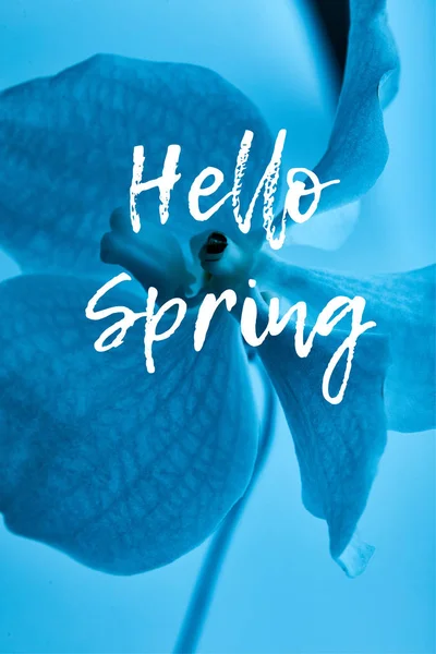 Vue rapprochée de fleur d'orchidée bleue colorée isolée sur bleu, illustration de printemps bonjour — Photo de stock