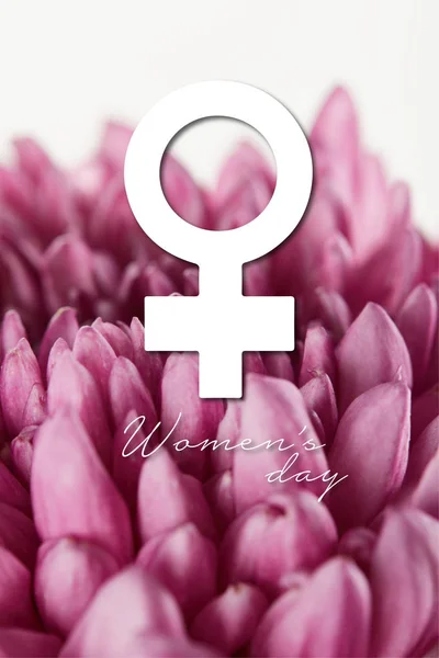 Close up view of purple chrysanthemum isolated on white, womens day illustration — Stock Photo