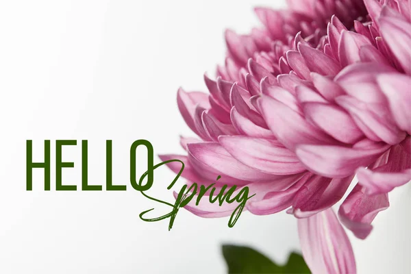 Close up view of purple chrysanthemum isolated on white, hello spring illustration — Stock Photo