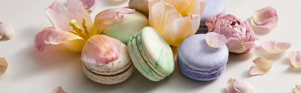 Assorted delicious french macaroons with floral petals on grey background, panoramic shot — Stock Photo