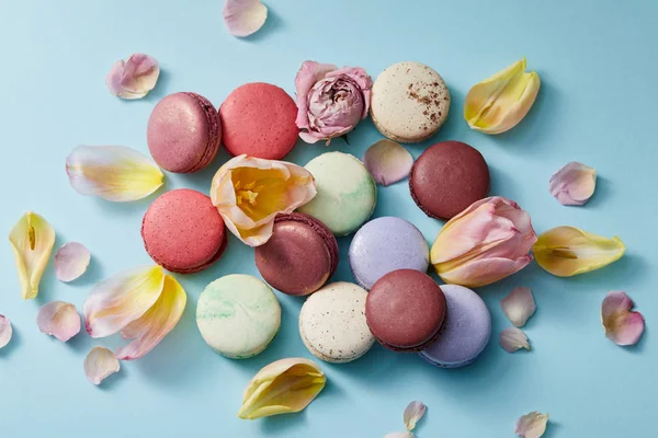 Vista superior de una variedad de deliciosos macarrones franceses con pétalos florales sobre fondo azul - foto de stock