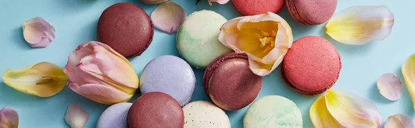 Vista superior de una variedad de deliciosos macarrones franceses con pétalos florales sobre fondo gris, plano panorámico - foto de stock