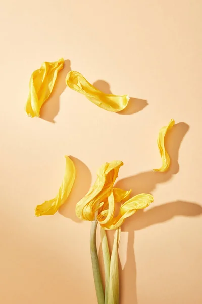 Draufsicht auf getrocknete gelbe Tulpe auf beigem Hintergrund — Stockfoto