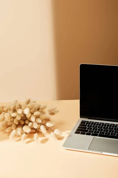 Laptop mit leerem Bildschirm in der Nähe von Lagurus-Stacheln auf beigem Hintergrund — Stockfoto