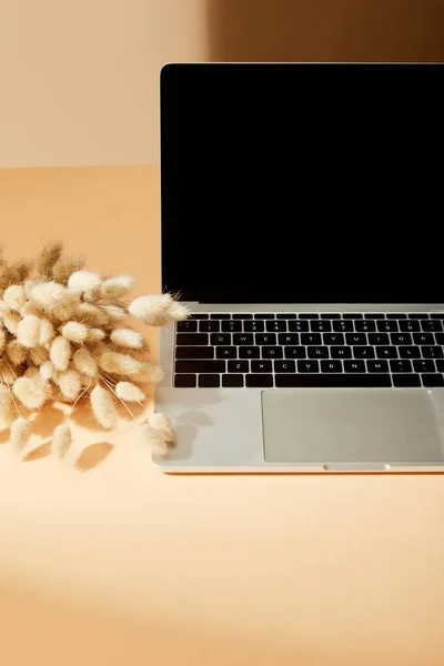 Laptop mit leerem Bildschirm in der Nähe von Lagurus-Stacheln auf beiger Oberfläche — Stockfoto