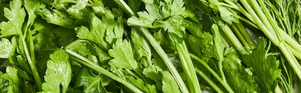 Top view of green parsley, panoramic shot — Stock Photo