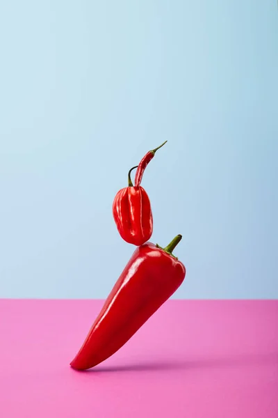 Hot habanero and chili peppers on blue and pink — Stock Photo