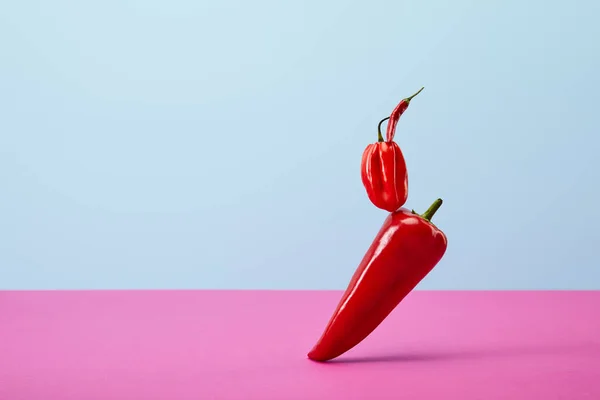 Fresh habanero and chili peppers on blue and pink — Stock Photo