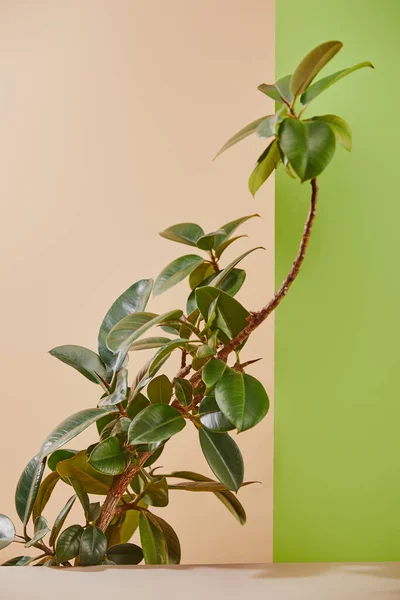 Растение с зелеными листьями на бежевом и зеленом фоне — стоковое фото