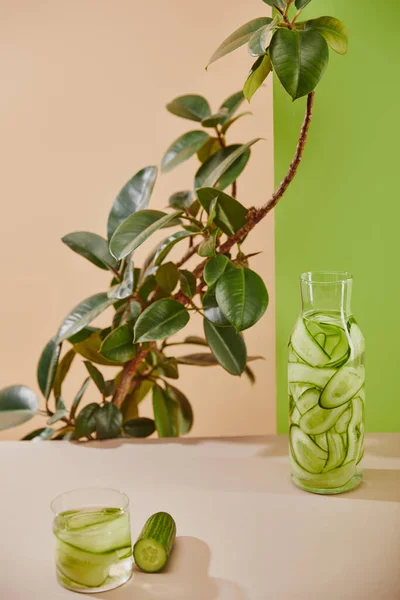 High angle view of glass and bottle filled with water and sliced cucumbers on beige and green background with plant — Stock Photo