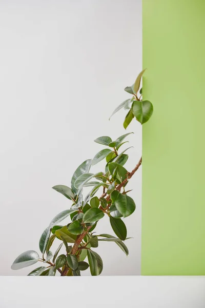 Planta natural con hojas verdes detrás de la superficie blanca sobre fondo gris - foto de stock