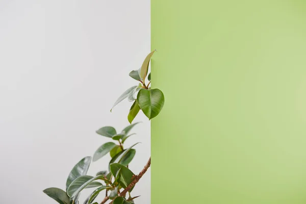 Pianta naturale con foglie verdi su fondo grigio — Foto stock