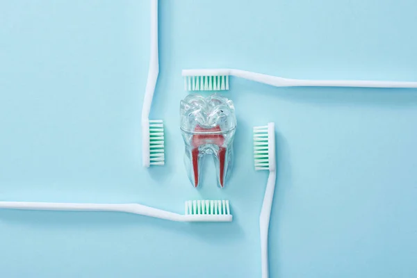 Pose plate avec brosses à dents et dent artificielle en plastique sur fond bleu — Photo de stock