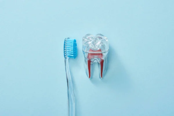 Vista superior del cepillo de dientes de plástico y diente de plástico transparente artificial sobre fondo azul - foto de stock