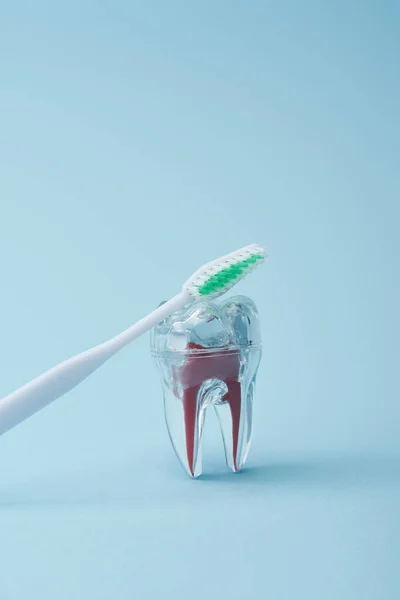 White toothbrush with green bristles and artificial transparent plastic tooth on blue background — Stock Photo