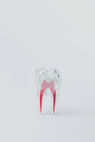 Искусственный пластиковый зуб с красными корнями на сером фоне — стоковое фото