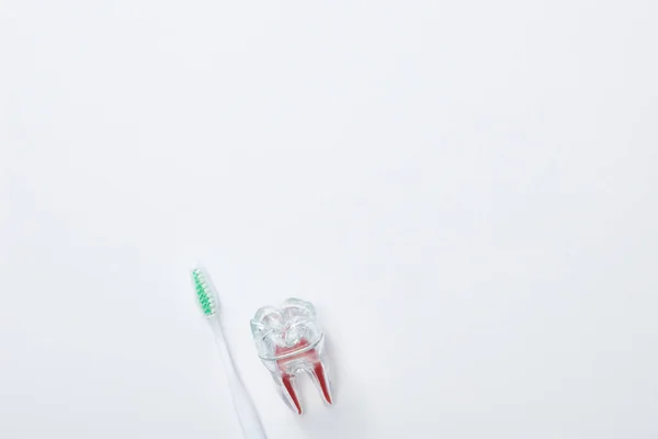 Top view of white toothbrush with green bristles and artificial plastic tooth on grey background — Stock Photo