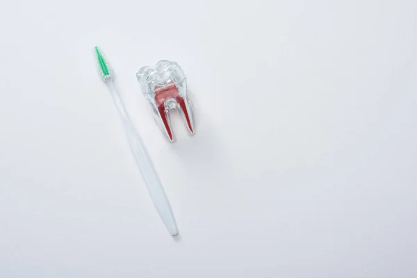 Top view of white toothbrush with green bristles and artificial plastic tooth on grey background — Stock Photo