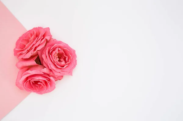 Top view of roses on pink and white background — Stock Photo