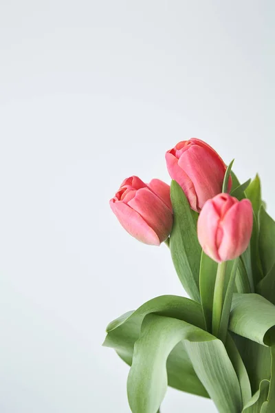 Frühling blühende rosa Tulpen mit grünen Blättern isoliert auf weiß — Stockfoto