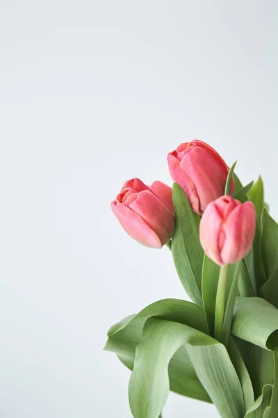 Spring blooming pink tulips with green leaves isolated on white — Stock Photo