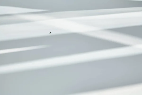 Fundo abstrato com sombras e luz solar sobre branco — Fotografia de Stock