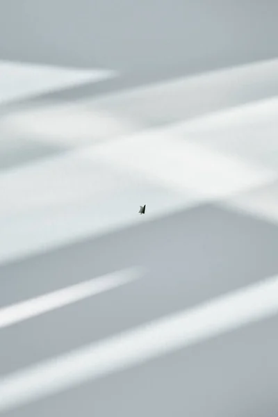 Abstract background with shadows and sunlight on white — Stock Photo