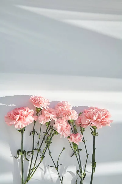 Draufsicht auf rosa Nelken auf weißem Hintergrund mit Sonnenlicht und Schatten — Stockfoto