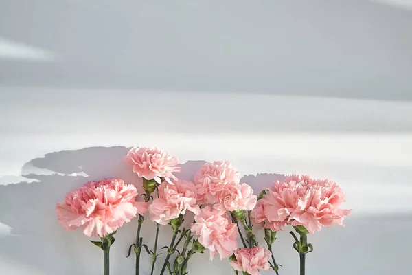 Верхний вид розовых гвоздик на белом фоне с солнечным светом и тенями — стоковое фото