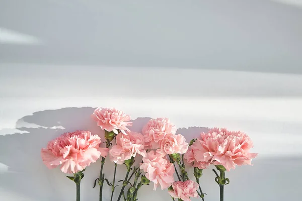 Top view of pink carnations on white background with sunlight and shadows — Stock Photo