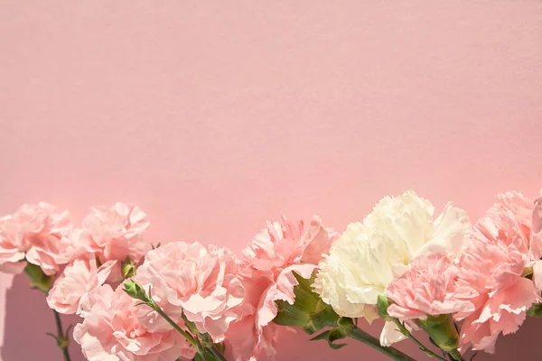 Vista superior de claveles en flor sobre fondo rosa - foto de stock