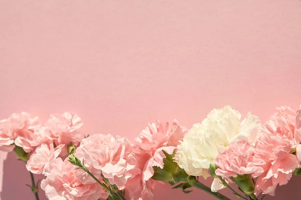 Vista dall'alto di garofani in fiore su sfondo rosa — Foto stock