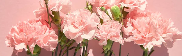 Top view of blooming carnations on pink background, panoramic shot — Stock Photo