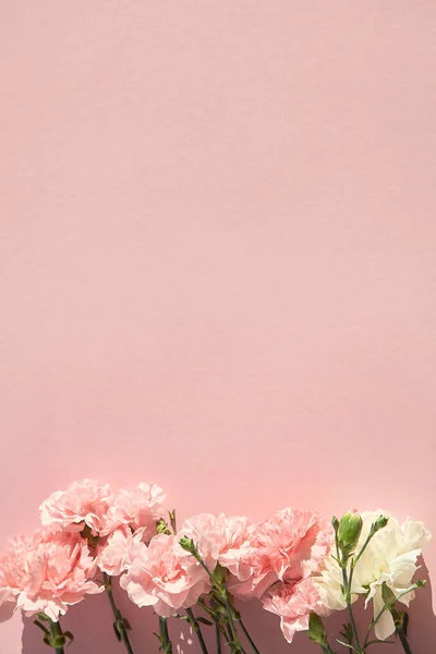 Top view of blooming carnations on pink background — Stock Photo