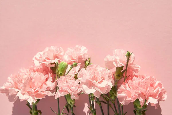 Вид зверху квітучих гвоздик на рожевому фоні — стокове фото