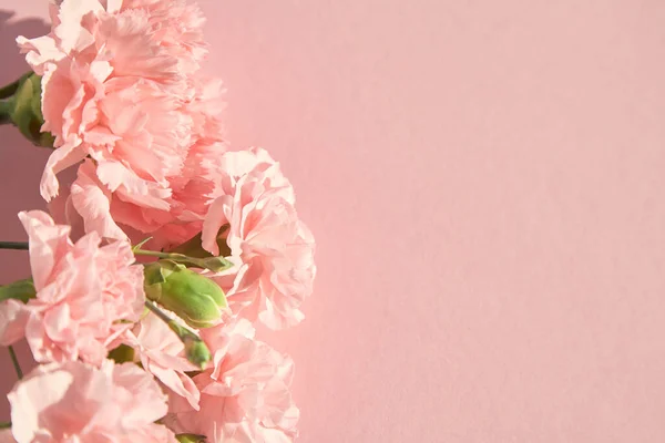 Vista superior de claveles en flor sobre fondo rosa — Stock Photo