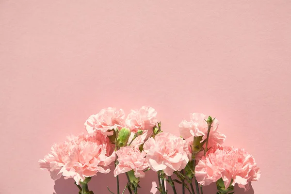 Vista superior de claveles en flor sobre fondo rosa - foto de stock