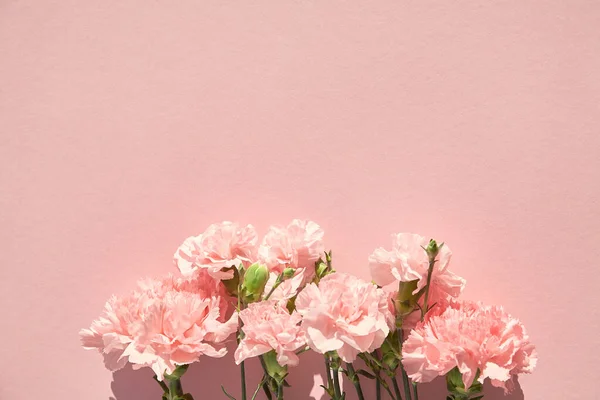 Vue de dessus des oeillets en fleurs sur fond rose — Photo de stock