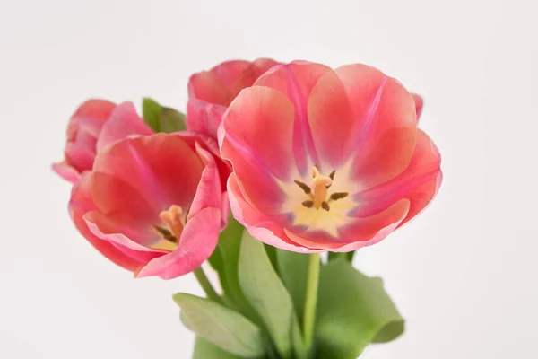 Ramo de tulipanes rosados de primavera en jarrón aislado sobre blanco - foto de stock