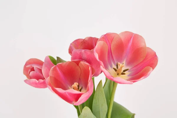 Buquê de tulipas de primavera rosa em vaso isolado em branco — Fotografia de Stock