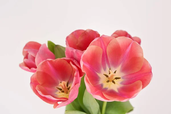 Ramo de tulipanes rosados de primavera en jarrón aislado sobre blanco - foto de stock
