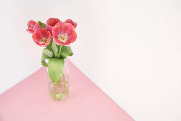 Tulipas primavera em vaso sobre fundo rosa e branco — Fotografia de Stock