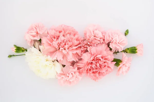 Vista superior de claveles rosados sobre fondo blanco - foto de stock