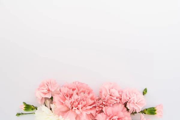 Vista superior de claveles rosados sobre fondo blanco con espacio de copia - foto de stock
