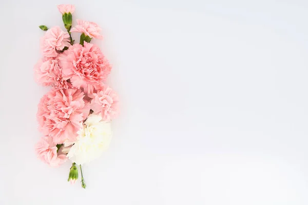 Vista dall'alto di garofani rosa su sfondo bianco con spazio copia — Foto stock