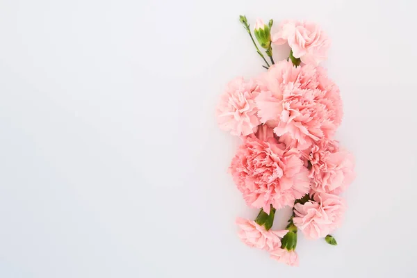 Top view of pink carnations on white background with copy space — Stock Photo