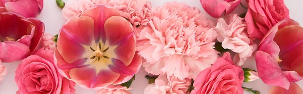 Vista superior de flores de primavera rosa no fundo branco, tiro panorâmico — Fotografia de Stock
