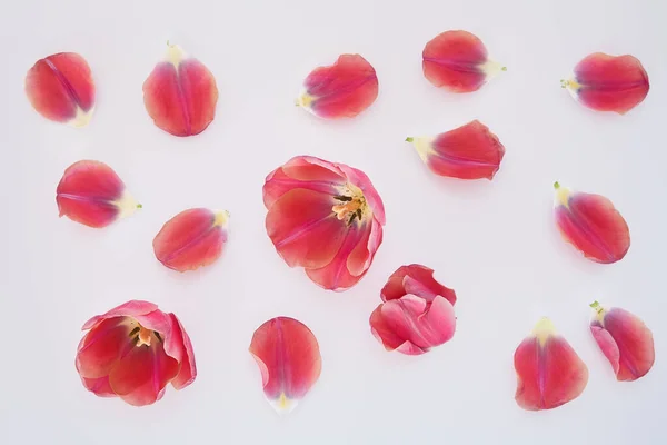 Top view of pink tulips and petals scattered on white background — Stock Photo